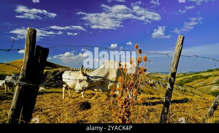 Panorama delle colline emiliane e dei calanchi con esemplari di mucche bianche modenesi Foto Stock