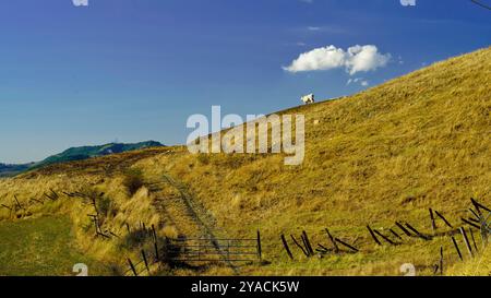 Panorama delle colline emiliane e dei calanchi con esemplari di mucche bianche modenesi Foto Stock