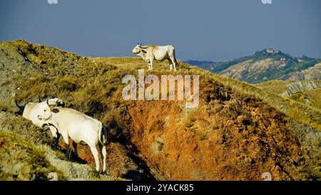 Panorama delle colline emiliane e dei calanchi con esemplari di mucche bianche modenesi Foto Stock