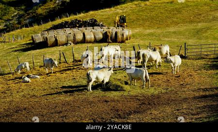 Panorama delle colline emiliane e dei calanchi con esemplari di mucche bianche modenesi Foto Stock