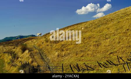 Panorama delle colline emiliane e dei calanchi con esemplari di mucche bianche modenesi Foto Stock