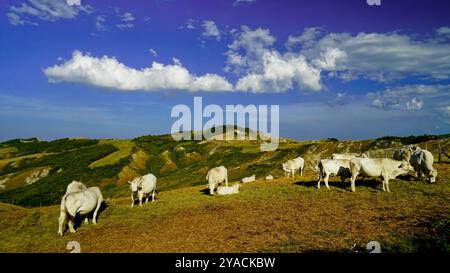 Panorama delle colline emiliane e dei calanchi con esemplari di mucche bianche modenesi Foto Stock