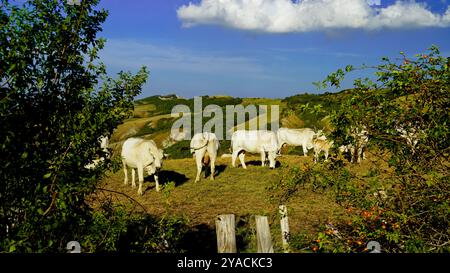 Panorama delle colline emiliane e dei calanchi con esemplari di mucche bianche modenesi Foto Stock