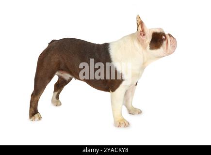Foto frontale di un Bulldog francese di razza pura su sfondo bianco Foto Stock