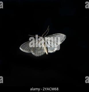 La parte inferiore o ventrale, di una piccola falena Dusty Wave, idaea seriata, questo primo piano ben focalizzato poggia sull'esterno di una finestra. Foto Stock