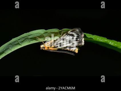 Piccola falena magpie, Anania hortulata, questa bellissima falena bianca, marrone e gialla è notturna ma può essere facilmente trovata in luoghi ombreggiati durante il giorno. Foto Stock