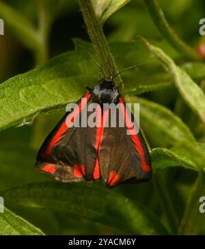 Questa splendida falena nera e rossa si appoggia su uno sfondo verde. Le ali non sono ancora state completamente spiegate. Foto Stock