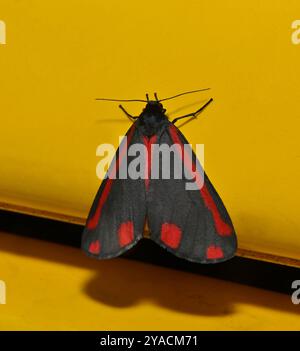 Un primo piano molto ben focalizzato di un Cinnabar Moth perfettamente marcato che poggia su uno sfondo giallo. Foto Stock