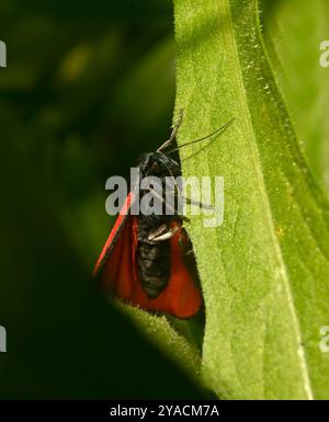 Questa splendida falena nera e rossa si appoggia su uno sfondo verde. Da questa angolazione puoi vedere il lato inferiore e il rosso brillante sotto le ali. Foto Stock