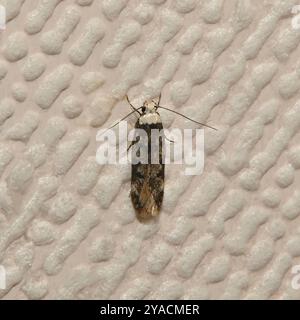 Una falena a spalla bianca, Endrosis sarcitrella, su un muro. Primo piano, ben focalizzato e molto facile da identificare grazie ai suoi contrassegni. Foto Stock