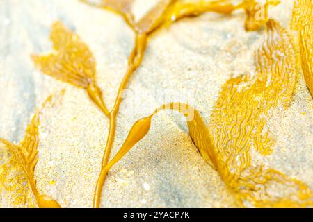 Bellissime alghe gialle sulla spiaggia della California. alghe nella sabbia. posiziona per testo Foto Stock