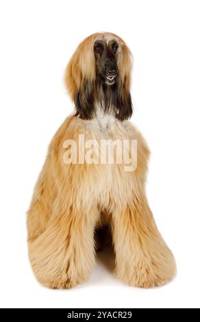 Cane da levriero afgano dai capelli rossi seduto in studio isolato su sfondo bianco Foto Stock