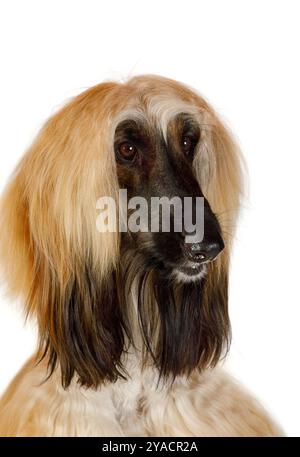 Ritratto di un cane da levriero afgano dai capelli rossi in studio isolato su sfondo bianco Foto Stock