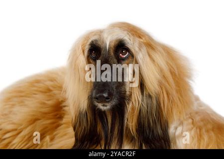 Ritratto di un cane levriero afgano dai capelli rossi di razza in studio isolato su sfondo bianco Foto Stock