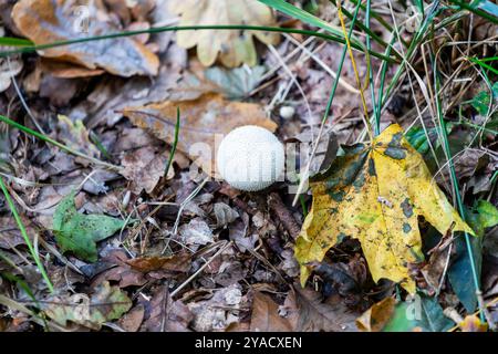 Lycoperdon marginatum cresce in un prato nella stagione autunnale, un fungo immangiabile. Foto Stock