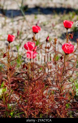 La bella forma di fioritura rossa di ligh della Drosera cistiflora (una pianta carnivora) a ovest di Darling, Capo Occidentale del Sud Africa Foto Stock