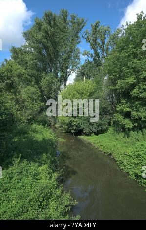 Urdenbacher Altrhein Creek nella riserva naturale di Urdenbacher Kämpe,Reno Floodplain,Düsseldorf-Urdenbach;Germania Foto Stock