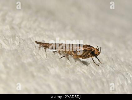 Falena marrone, Hofmannophila pseudospretella. appoggiato su un asciugamano. Localmente sono note come falene di vestiti. Primo piano e ben concentrato. Foto Stock