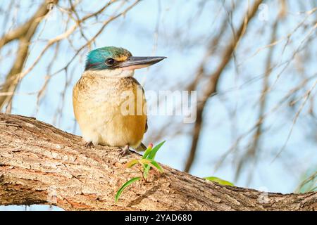 Un Sacro Kingfisher, Todiramphus sanctus, appollaiato su un ramo dell'Australia Occidentale. Foto Stock