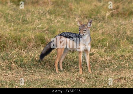 Jackal con retro nero. Lupulella mesomelas, Canidae, Ol Pejeta Conservancy, Kenya, Africa Foto Stock