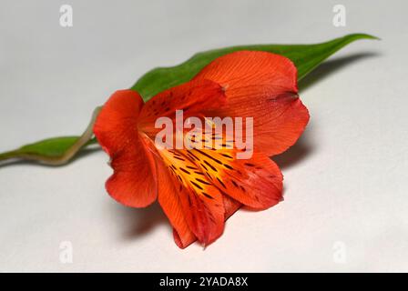 Un'unica Alstroemeria arancione profonda poggiata su uno sfondo bianco. Alstroemeria aurea, giglio peruviano, Giglio degli Incas e giglio pappagallo sono altri nomi. Foto Stock