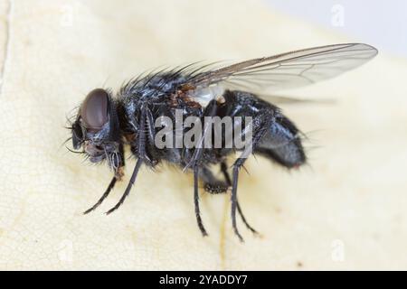 Una mosca morta che giace al suo fianco. Vola nell'appartamento, in cucina. Morto, insetto ucciso. Foto Stock