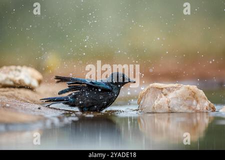 Cape Glossy Starling che fa il bagno in una pozza d'acqua nel parco nazionale di Kruger, Sudafrica; Specie Lamprotornis nitens famiglia di Sturnidae Foto Stock