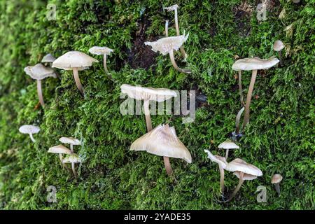 Bonnet comuni, New Forest, Hampshire, Regno Unito. Foto Stock