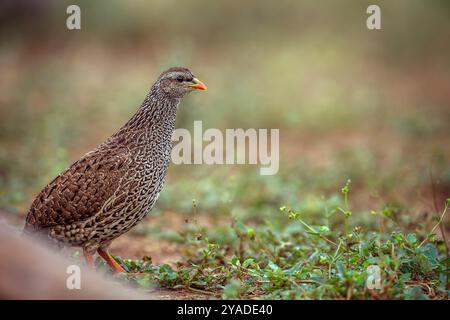 Natal francolin cammina sull'erba nel parco nazionale di Kruger, Sudafrica; Specie Pternistis natalensis famiglia di Phasianidae Foto Stock