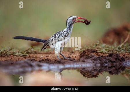 Southern Red Blled Hornbill Ground Level che raccoglie fango nel Kruger National Park, Sudafrica ; Specie Tockus rufirostris famiglia di Bucerotidae Foto Stock