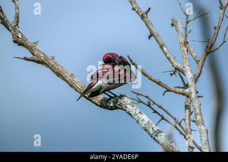 Violet ha sostenuto starling maschio in piedi su un ramo isolato nel cielo blu nel Kruger National Park, Sud Africa ; Specie Cinnyricinclus leucogaster Family o Foto Stock