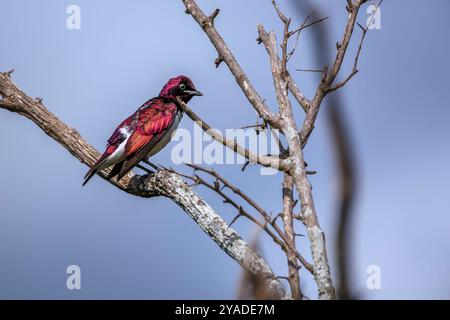 Violet ha sostenuto starling maschio in piedi su un ramo isolato nel cielo blu nel Kruger National Park, Sud Africa ; Specie Cinnyricinclus leucogaster Family o Foto Stock