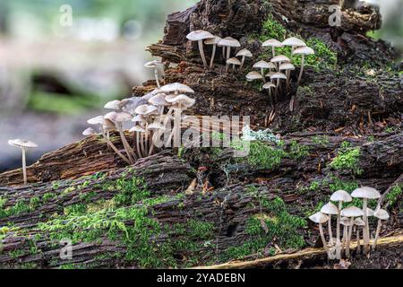 Bonnet comuni, New Forest, Hampshire, Regno Unito. Foto Stock