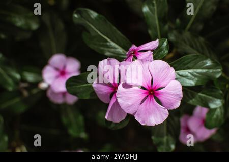 Fiore fiorito di Catharanthus roseus, comunemente noto come occhi luminosi, periwinkle del capo, pianta del cimitero, periwinkle del Madagascar, vecchia cameriera, periwin rosa Foto Stock