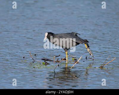 Eurasian coot, Fulica atra, single Bird by water, Londra, ottobre 2024 Foto Stock