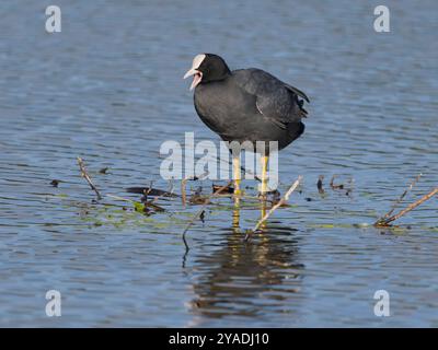 Eurasian coot, Fulica atra, single Bird by water, Londra, ottobre 2024 Foto Stock