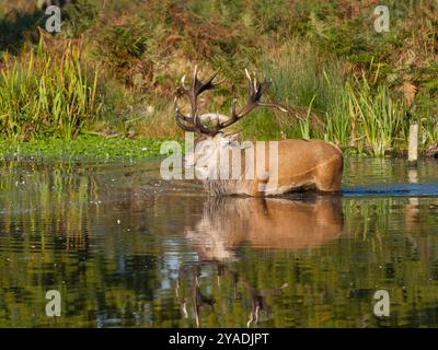 Cervo rosso, Cervus elaphus, single male in water, Londra, ottobre 2024 Foto Stock