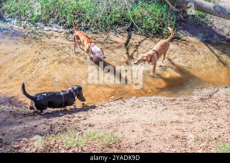 Il cane Pitbull e un cane da pastore Border Collie giocano insieme in un parco per cani, città del Capo, Sudafrica Foto Stock