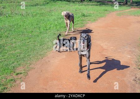 Cani Weimaraner e altre razze di cani che giocano insieme in un parco per cani, città del Capo, Sud Africa Foto Stock