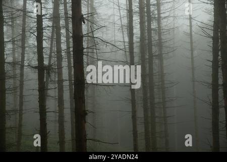 Ambiente naturale foresta di abeti rossi morti in Renania-Palatinato Foto Stock