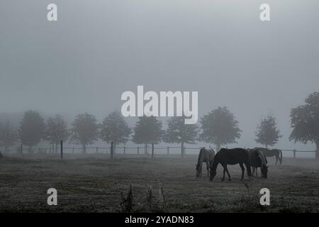 Paesaggi naturali astratti e minimalisti cavalli in un paesaggio naturale gelido e nebbioso Foto Stock