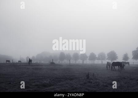 Paesaggi naturali astratti e minimalisti cavalli in un paesaggio naturale gelido e nebbioso Foto Stock