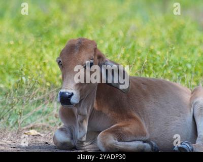 Mucche thailandesi native nelle praterie di campagna. Le mucche mangiano erba naturalmente. Foto Stock