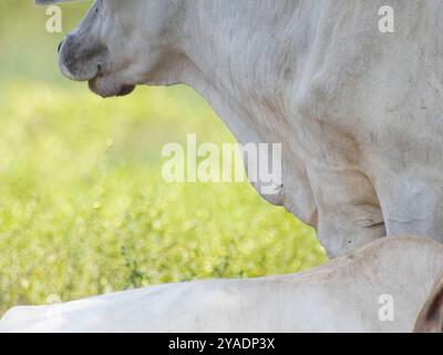 Mucche thailandesi native nelle praterie di campagna. Le mucche mangiano erba naturalmente. Foto Stock