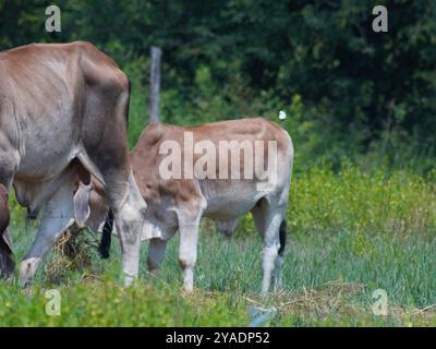 Mucche thailandesi native nelle praterie di campagna. Le mucche mangiano erba naturalmente. Foto Stock