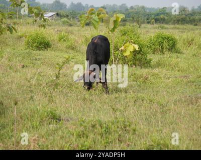 Mucche thailandesi native nelle praterie di campagna. Le mucche mangiano erba naturalmente. Foto Stock