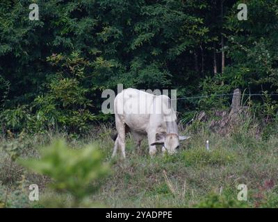 Mucche thailandesi native nelle praterie di campagna. Le mucche mangiano erba naturalmente. Foto Stock
