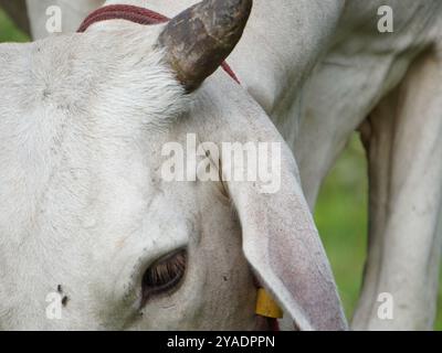 Mucche thailandesi native nelle praterie di campagna. Le mucche mangiano erba naturalmente. Foto Stock