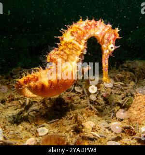 Un esemplare del cavalluccio marino a muso lungo, o Hippocampus reidi, che è spesso indicato come il cavalluccio marino sottile Foto Stock