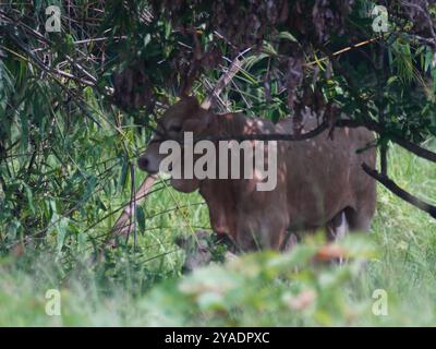 Mucche thailandesi native nelle praterie di campagna. Le mucche mangiano erba naturalmente. Foto Stock